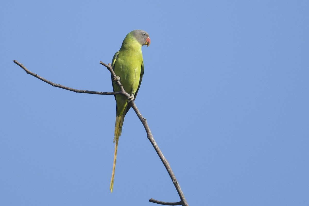Finsch Yeşil Papağanı - ML615040067