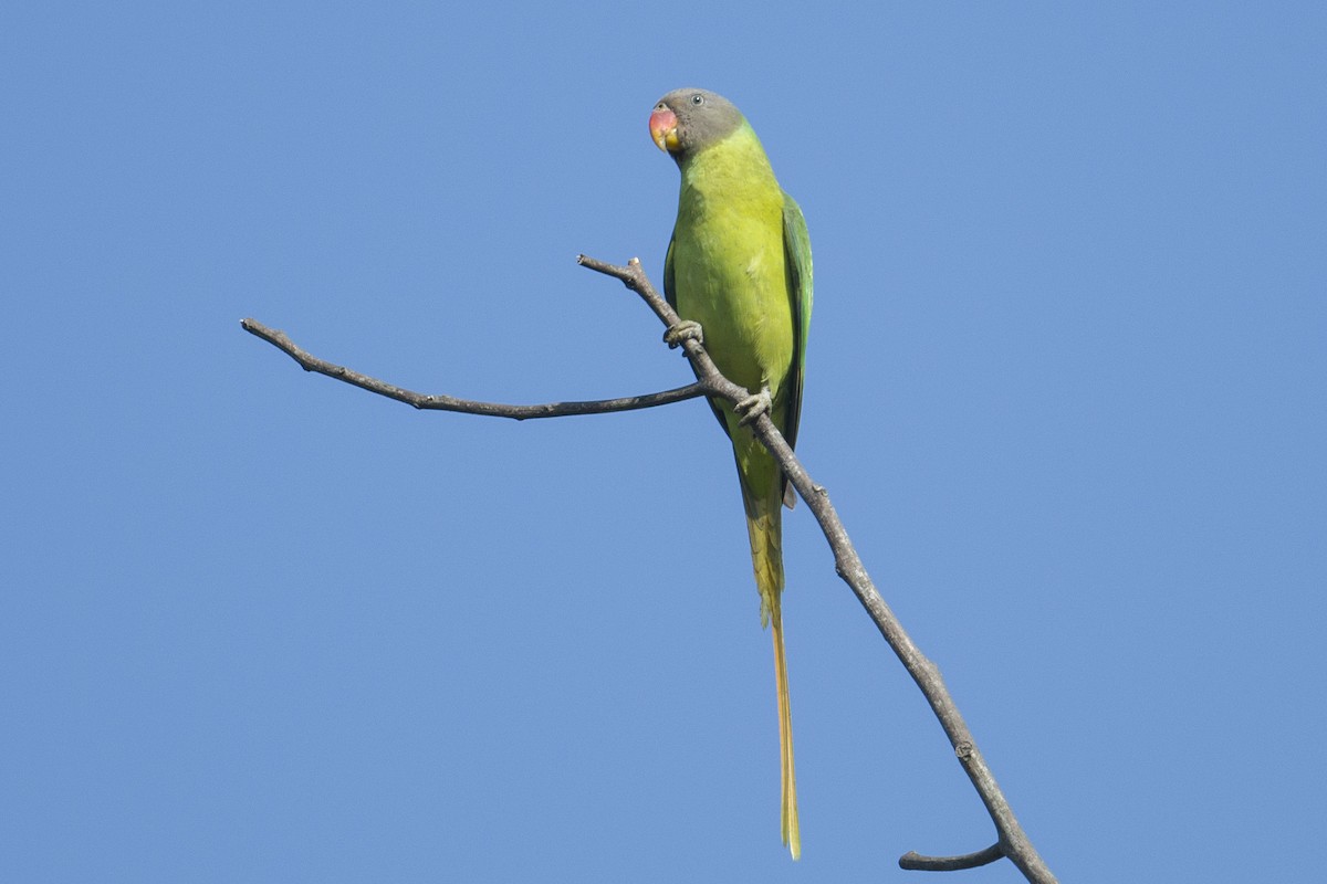 Finsch Yeşil Papağanı - ML615040068