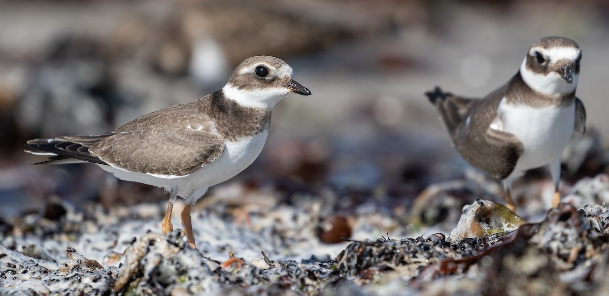 Common Ringed Plover - ML615040125