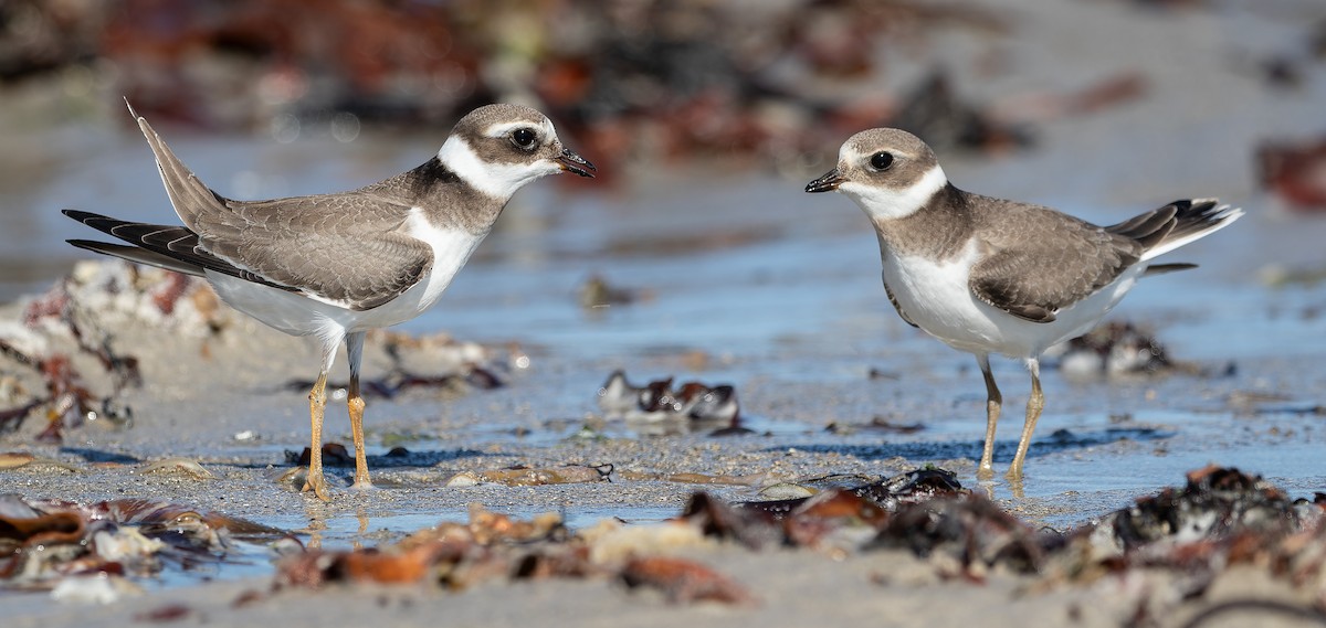 Common Ringed Plover - ML615040128