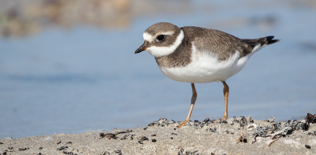 Common Ringed Plover - ML615040129