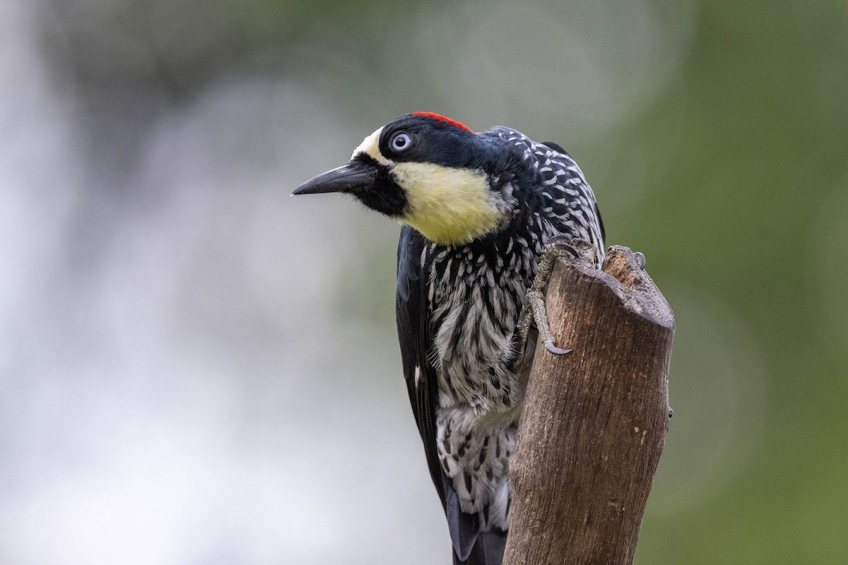 Acorn Woodpecker - ML615040177