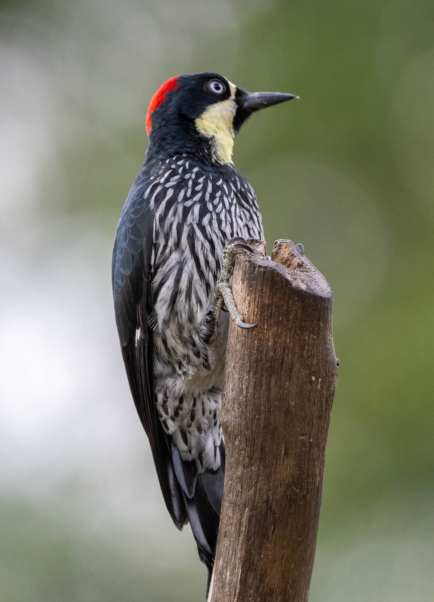 Acorn Woodpecker - ML615040178
