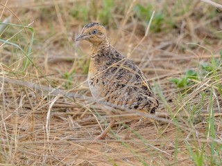  - Black-rumped Buttonquail