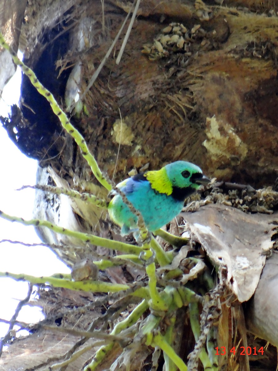 Green-headed Tanager - ML615040299