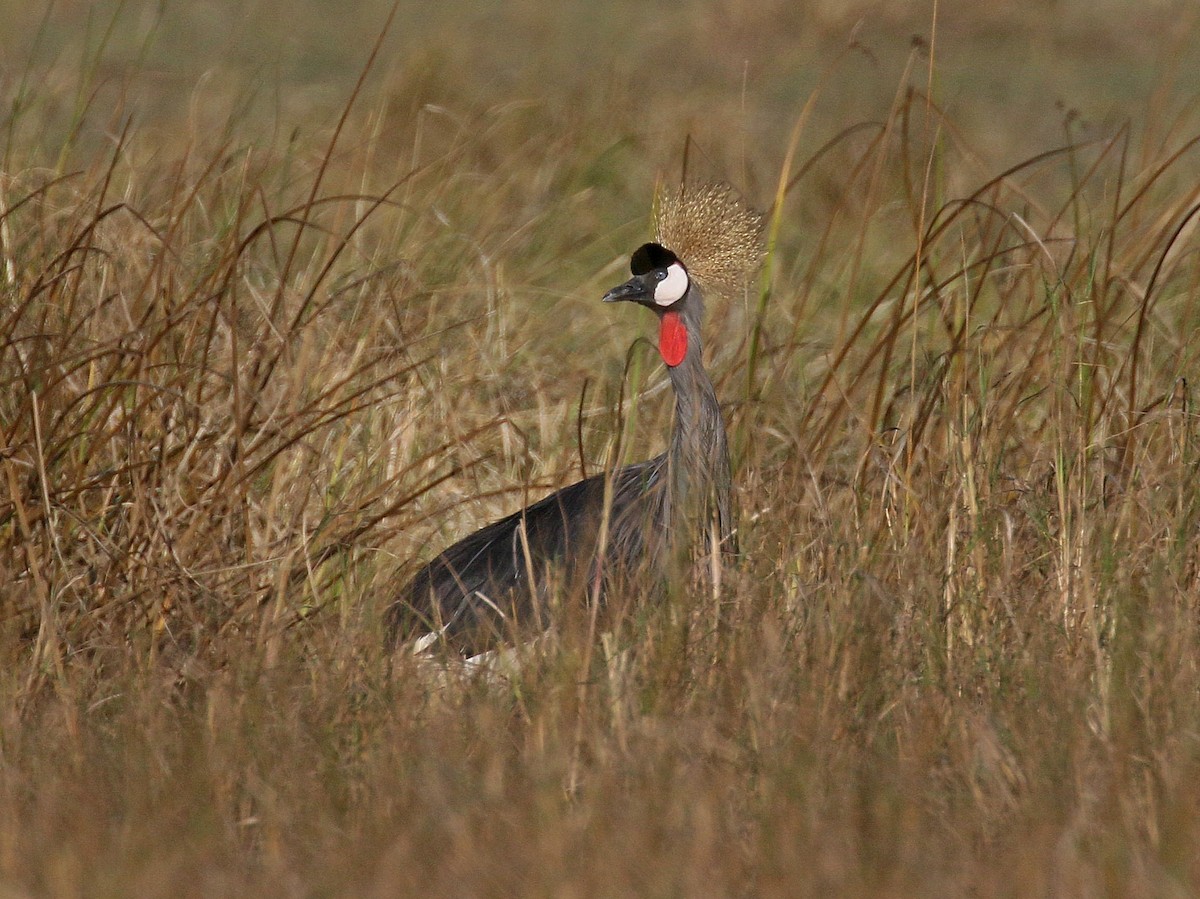 Gray Crowned-Crane - Kenneth Trease