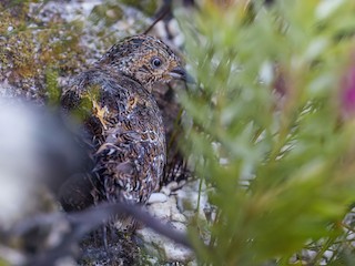  - Fynbos Buttonquail