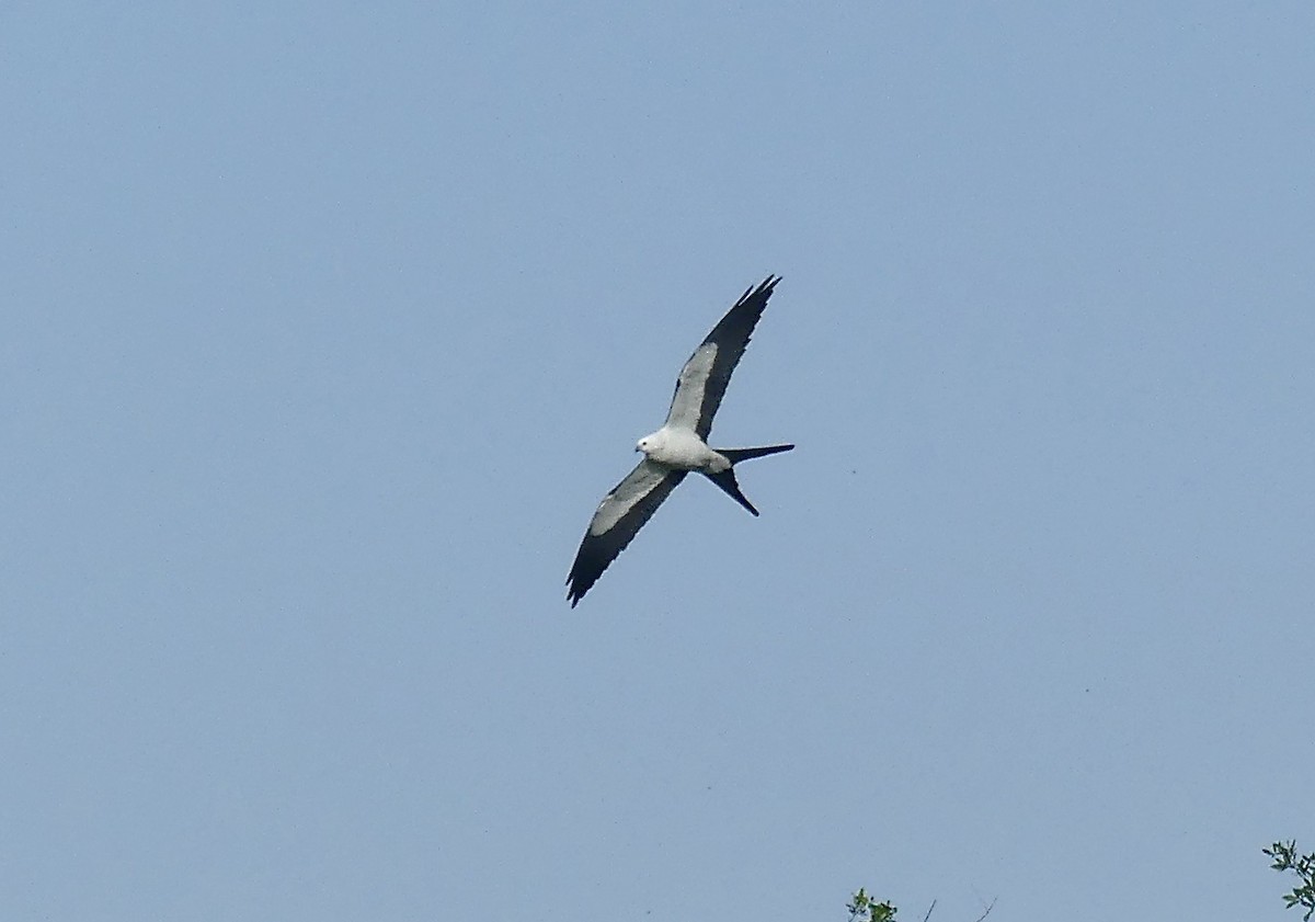 Swallow-tailed Kite - ML615040338