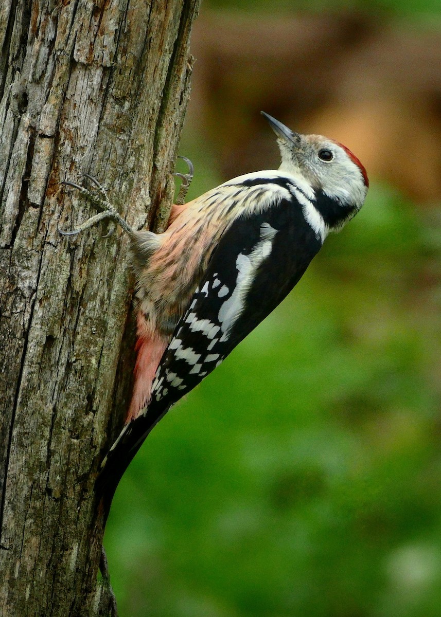 Middle Spotted Woodpecker - Geoff Laight