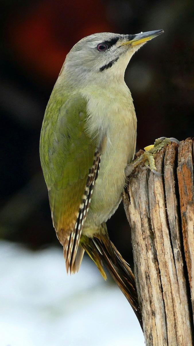 Gray-headed Woodpecker - ML615040474