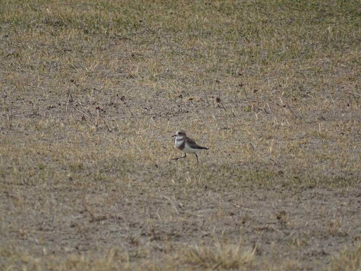 Two-banded Plover - ML615040506