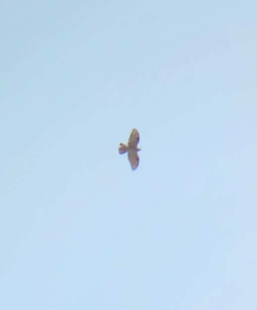 European Honey-buzzard - ML615040627