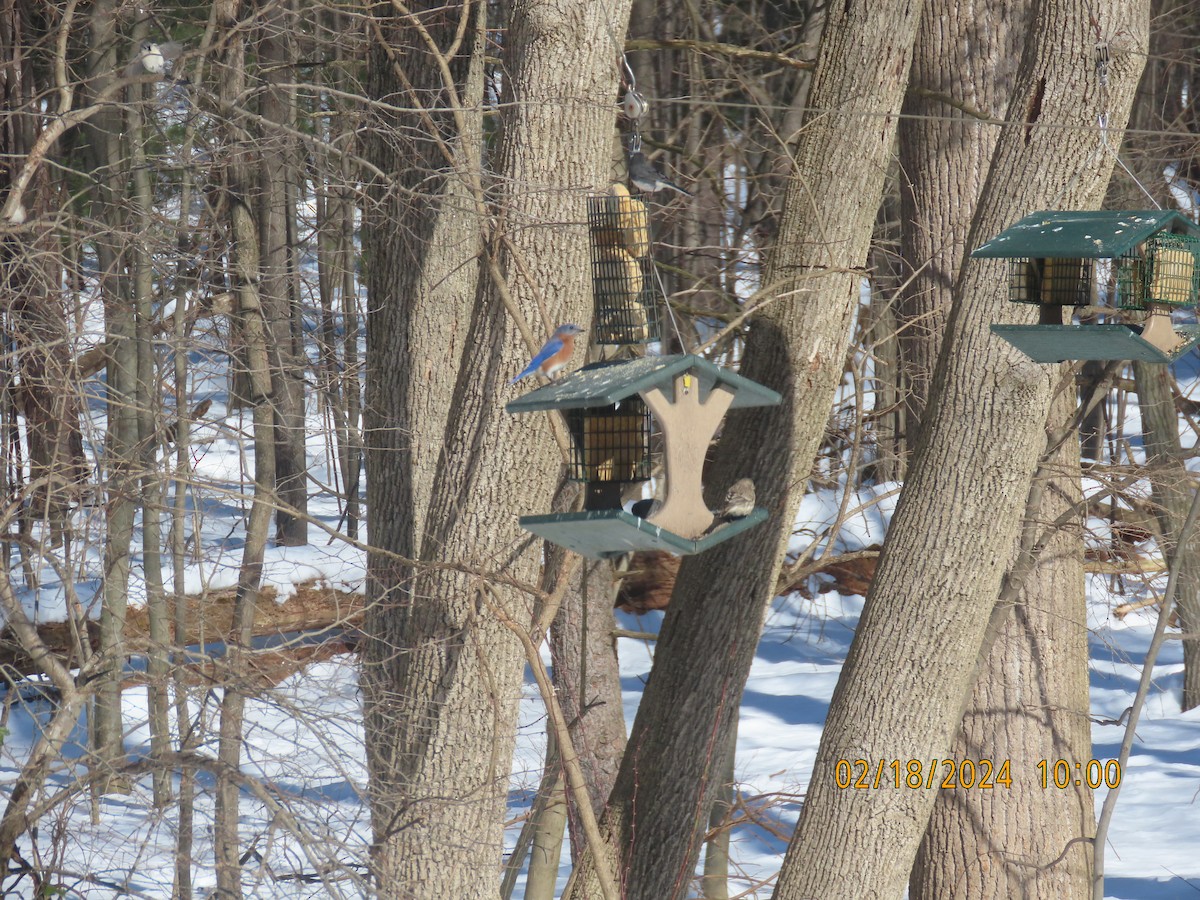 Great Backyard Bird Count Checklist 18 Feb 2024 Cravotta Residence