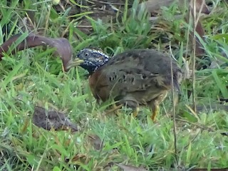  - Spotted Buttonquail