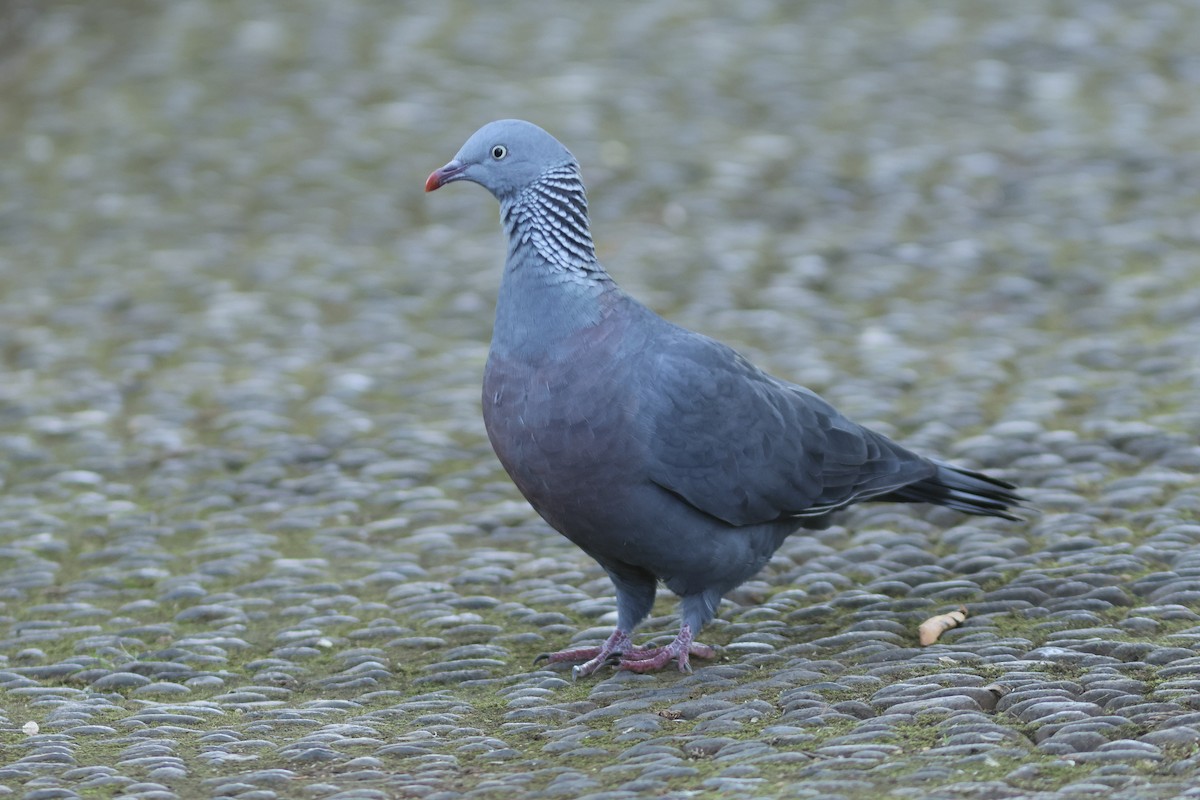 Pigeon trocaz - ML615041171