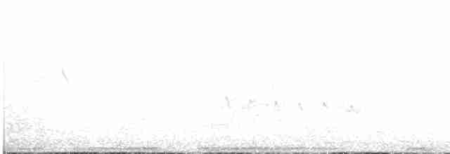 holub madeirský - ML615041194