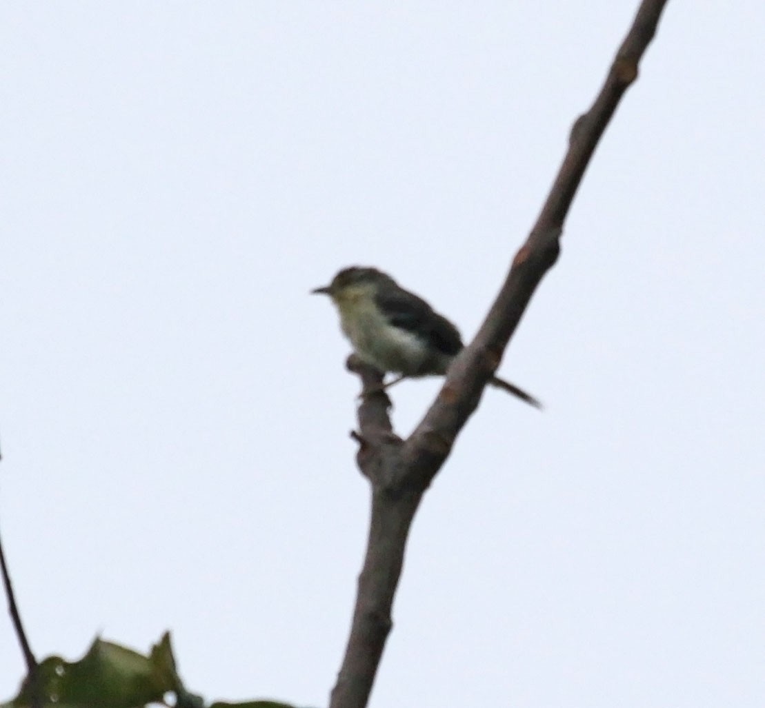 Double-banded Graytail - ML615041201