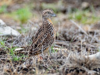  - Sumba Buttonquail