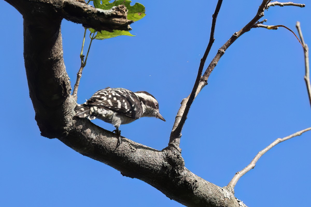 Brown-capped Pygmy Woodpecker - Channa Jayasinghe