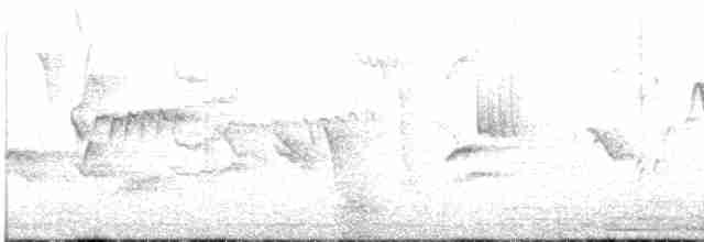 Kanario arrunta - ML615041288