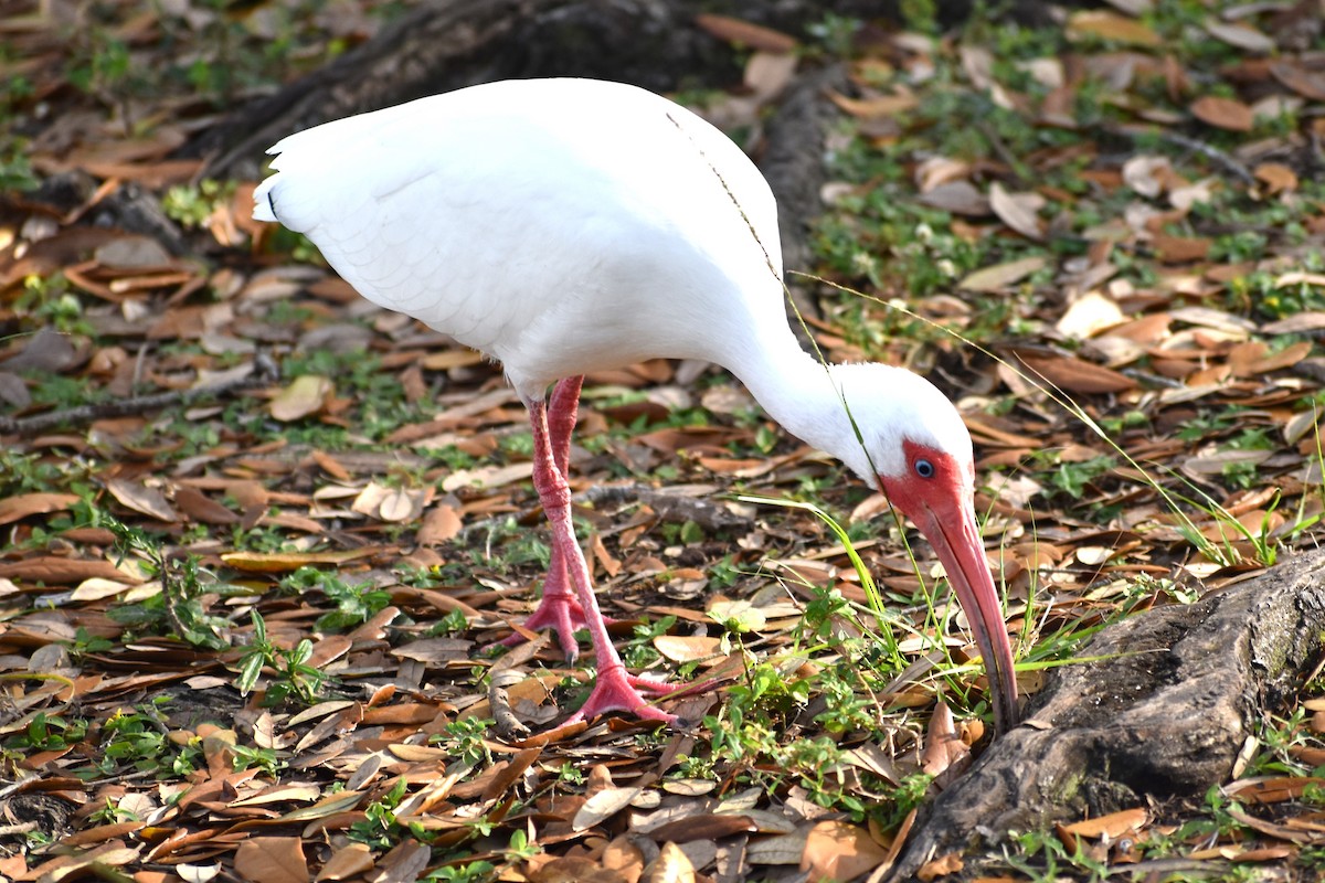 ibis bílý - ML615041461