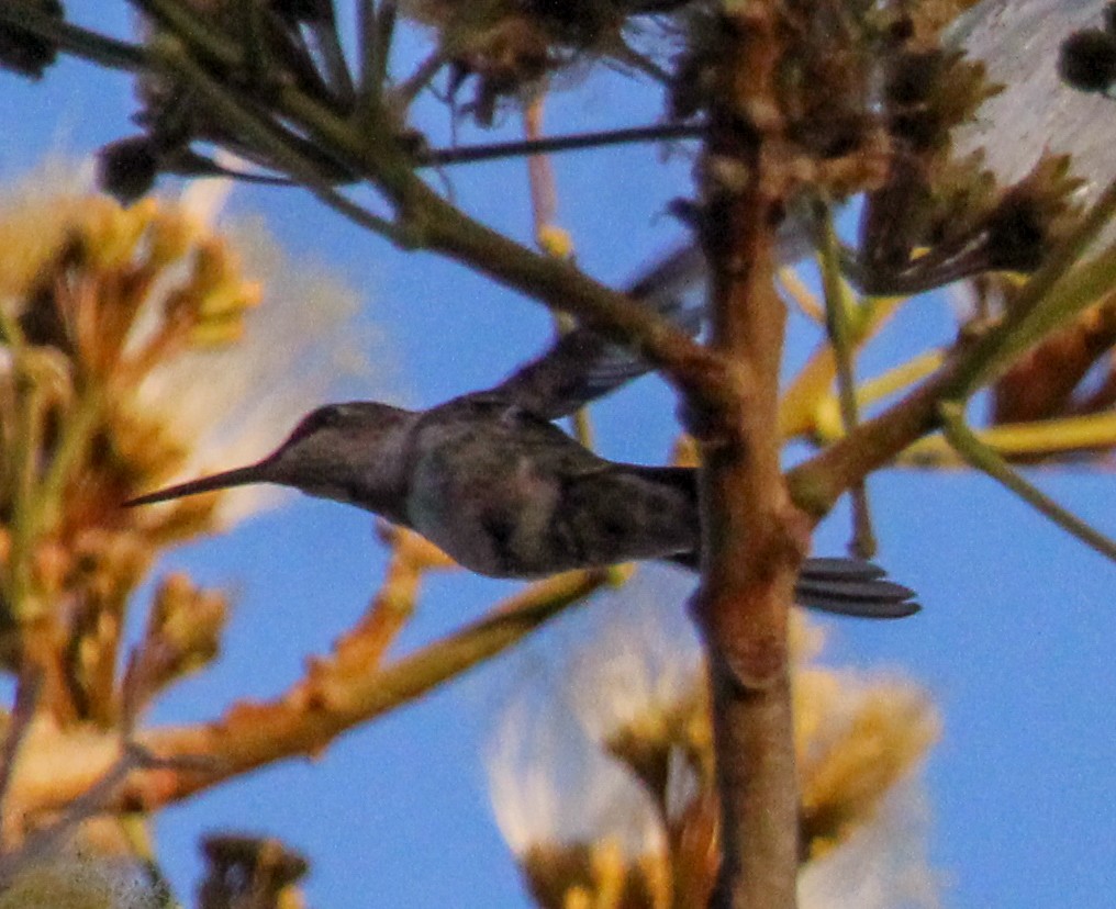 Ruby-throated Hummingbird - ML615041509