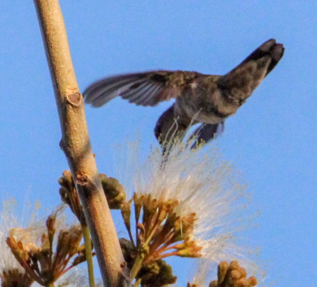 Ruby-throated Hummingbird - Jeffrey McCrary