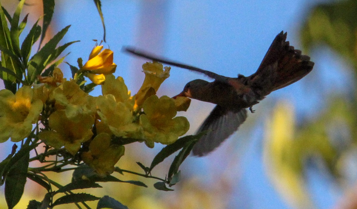 kolibřík ryšavý - ML615041529