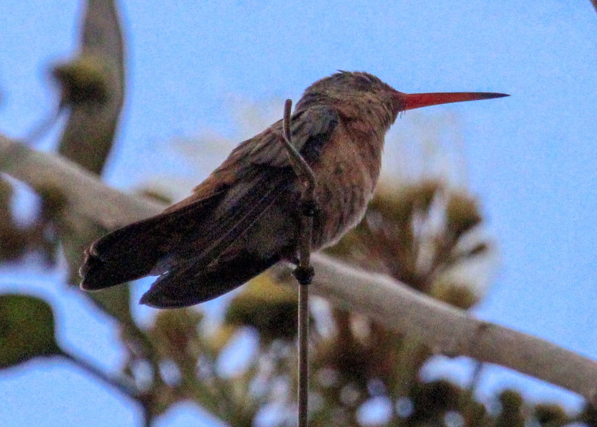 kolibřík ryšavý - ML615041531