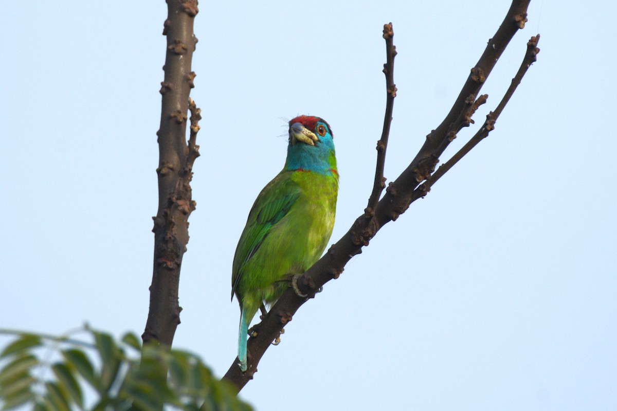 Blue-throated Barbet (Red-crowned) - ML615041560