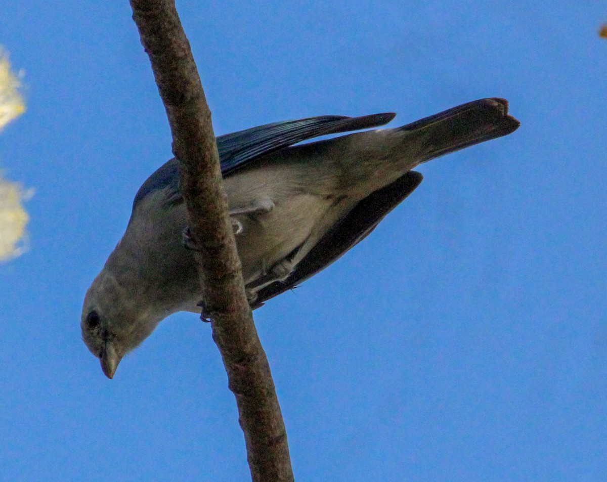 Blue-gray Tanager - ML615041656