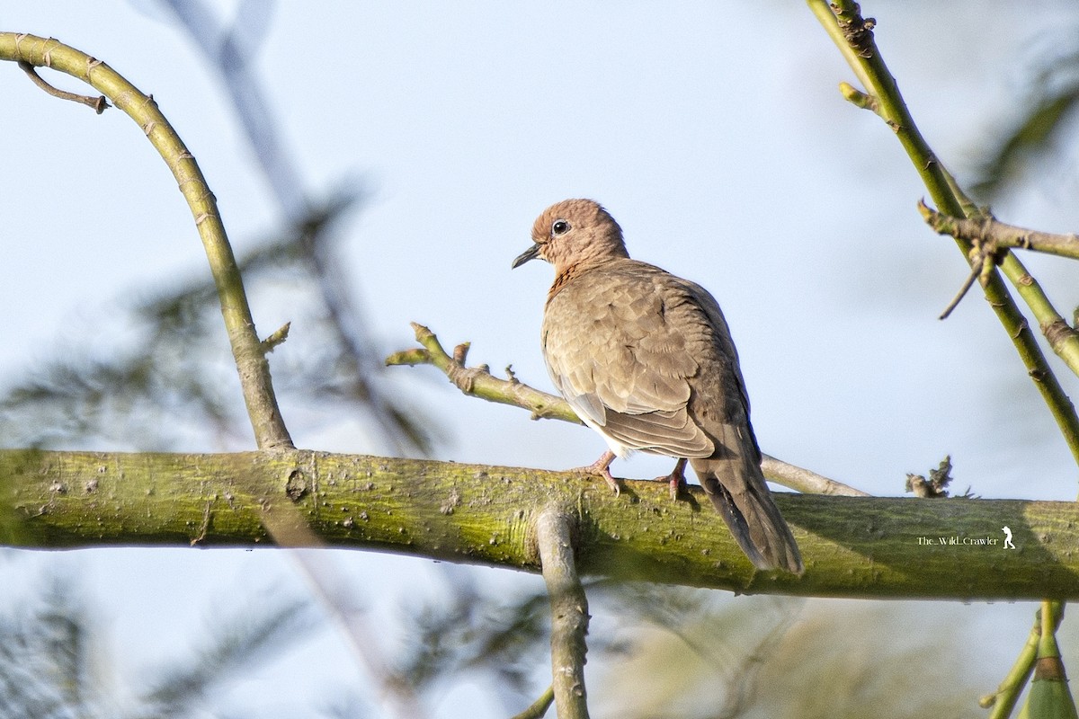Laughing Dove - ML615041676