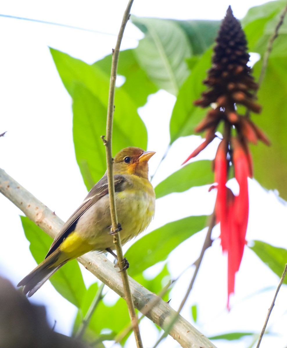 Western Tanager - ML615041805