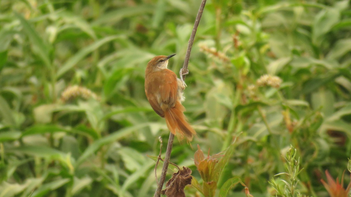 Yellow-chinned Spinetail - ML615041855
