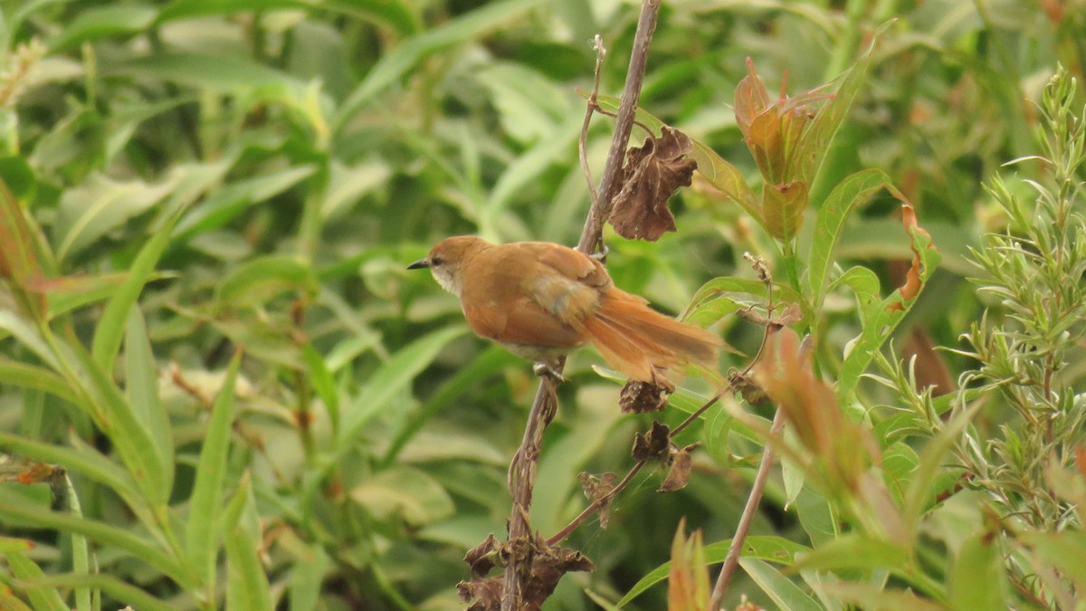 Yellow-chinned Spinetail - ML615041856