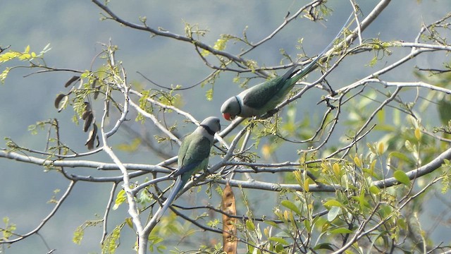 Malabar Yeşil Papağanı - ML615041942