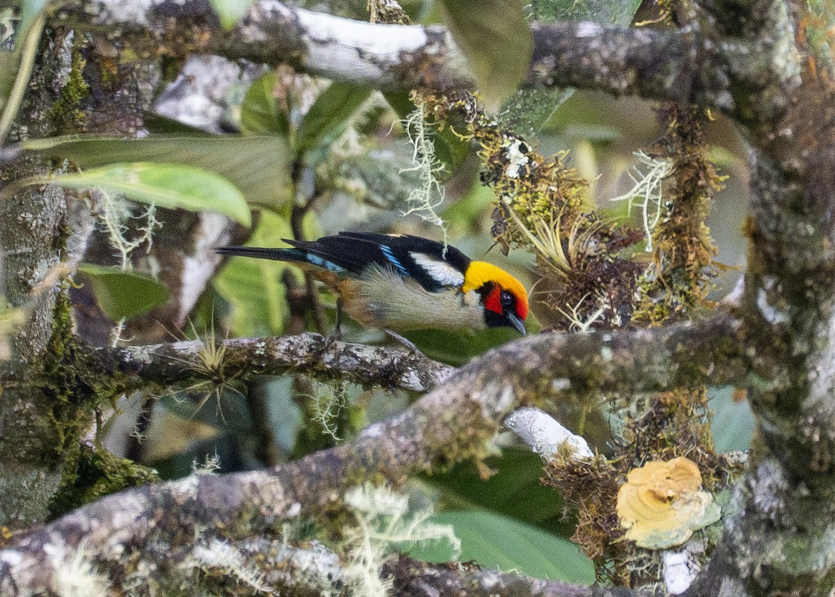 Flame-faced Tanager - ML615041985