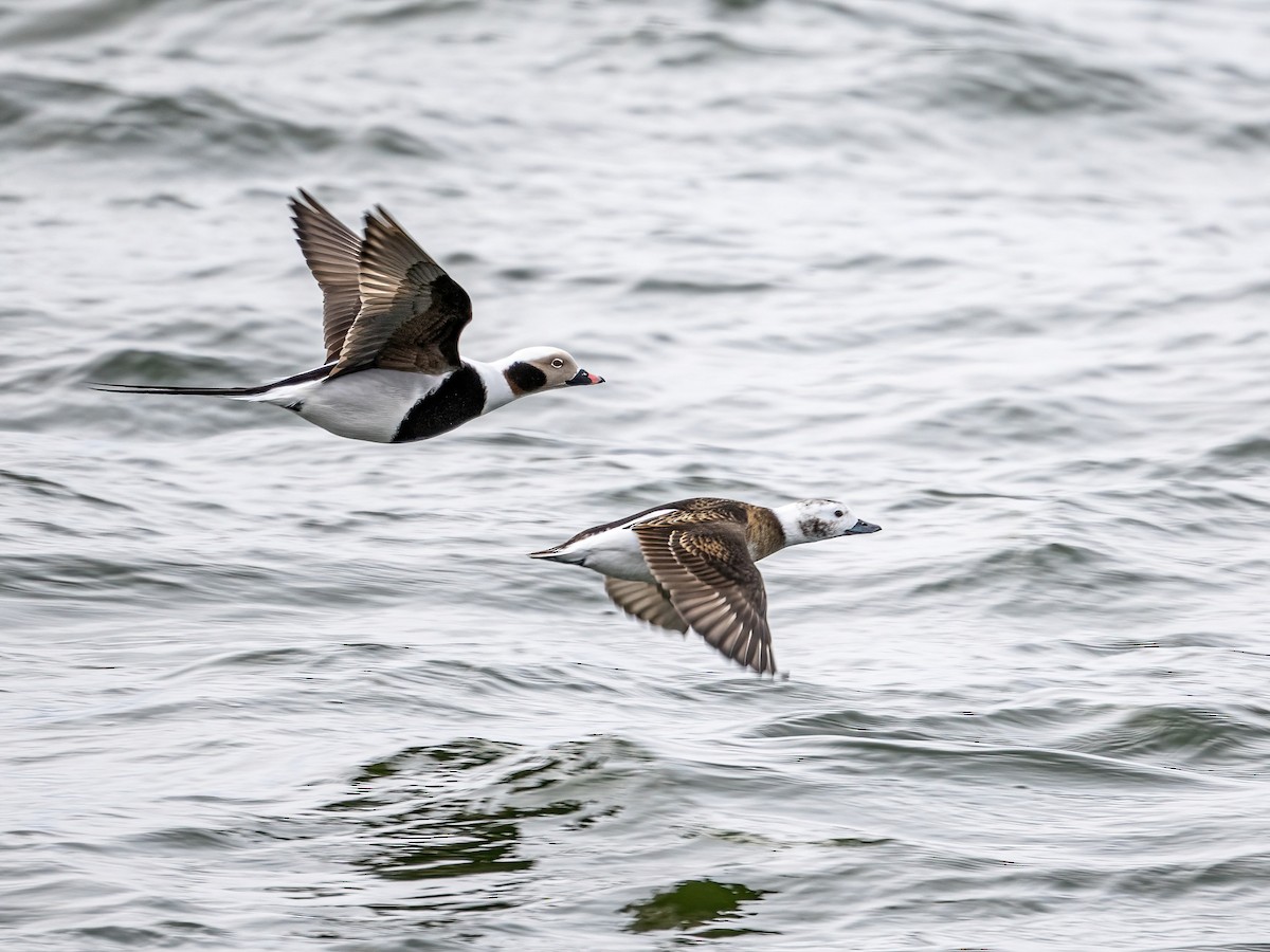 Long-tailed Duck - ML615042058