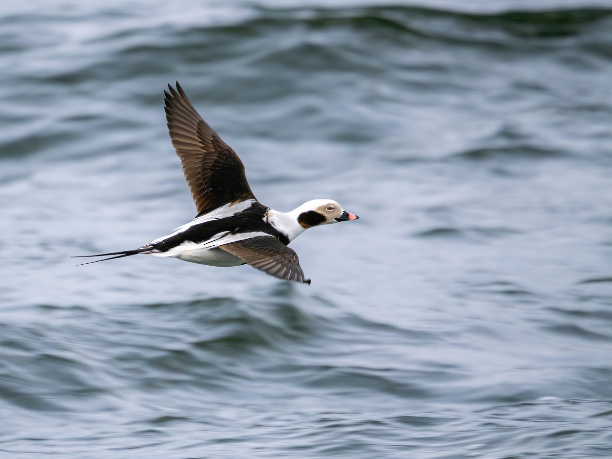 Long-tailed Duck - ML615042080
