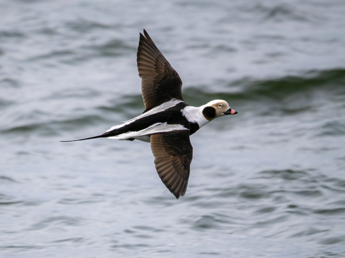 Long-tailed Duck - ML615042083