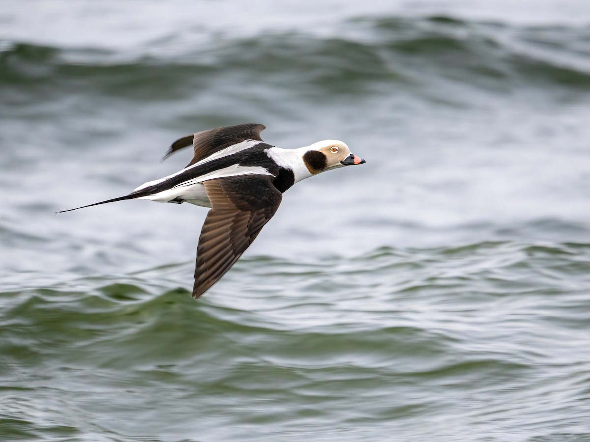 Long-tailed Duck - ML615042087