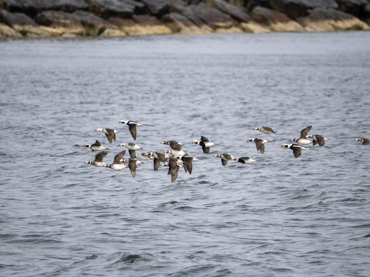 Long-tailed Duck - ML615042108