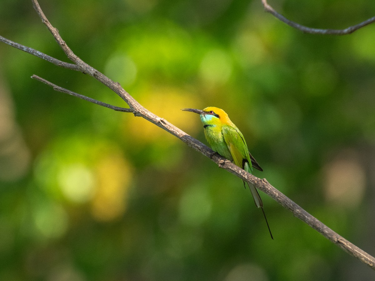 Asian Green Bee-eater - ML615042159