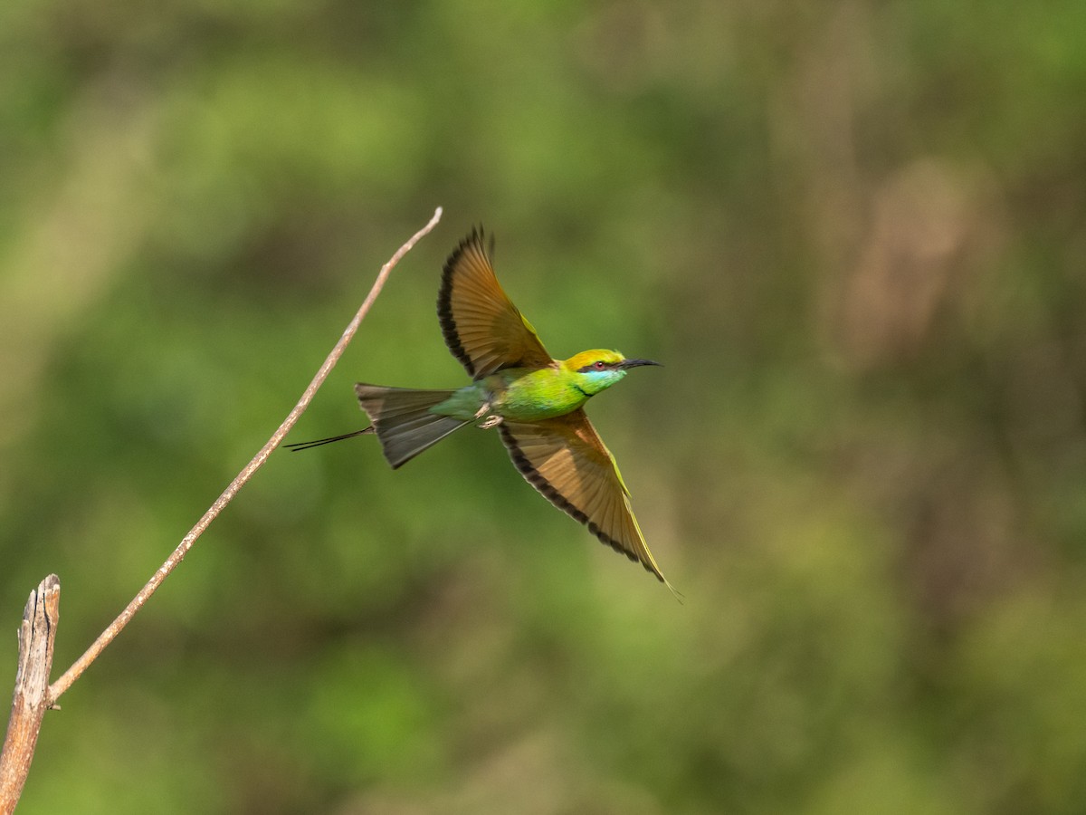 Asian Green Bee-eater - ML615042161