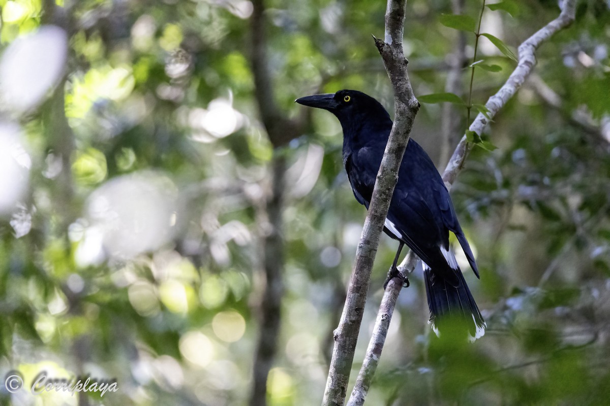 Pied Currawong - ML615042540
