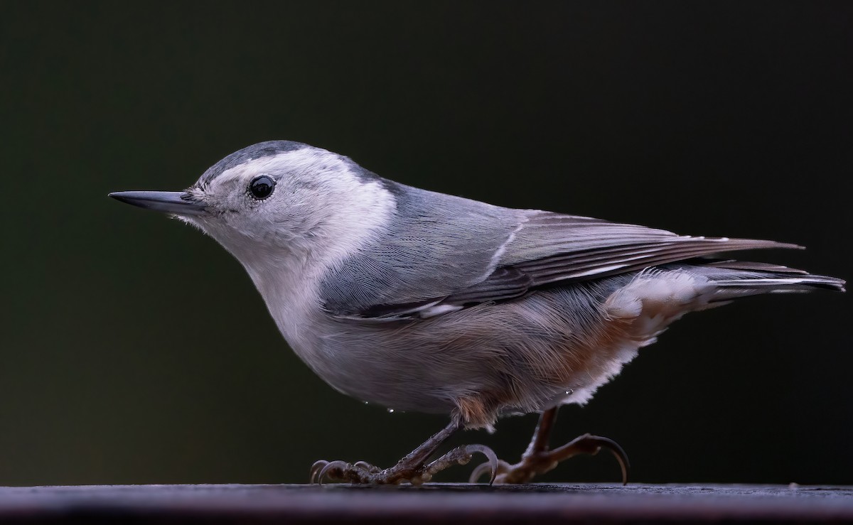 White-breasted Nuthatch (Pacific) - Derek Lecy