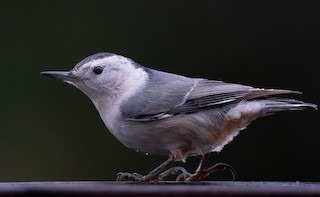 White-breasted Nuthatch
