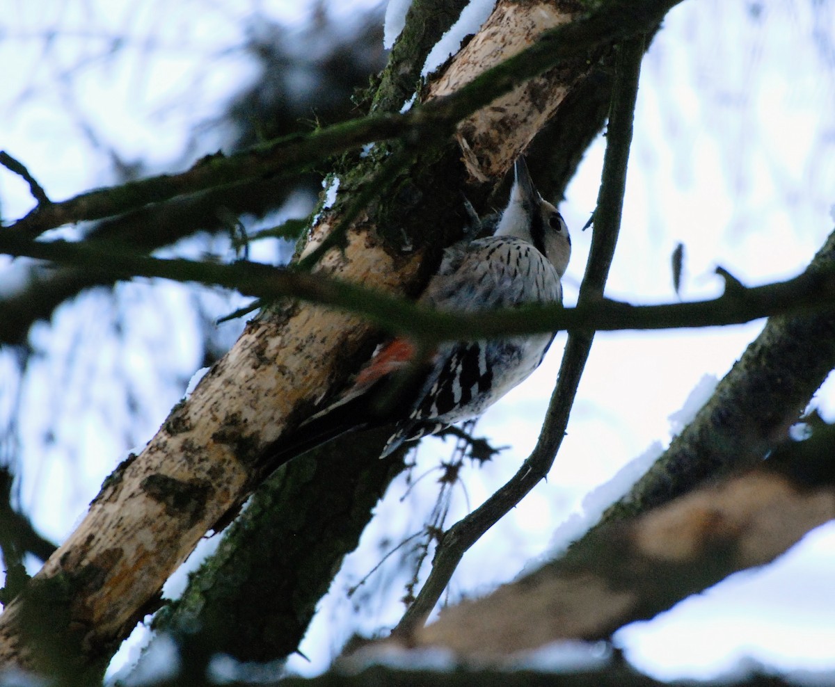 White-backed Woodpecker - ML615042698