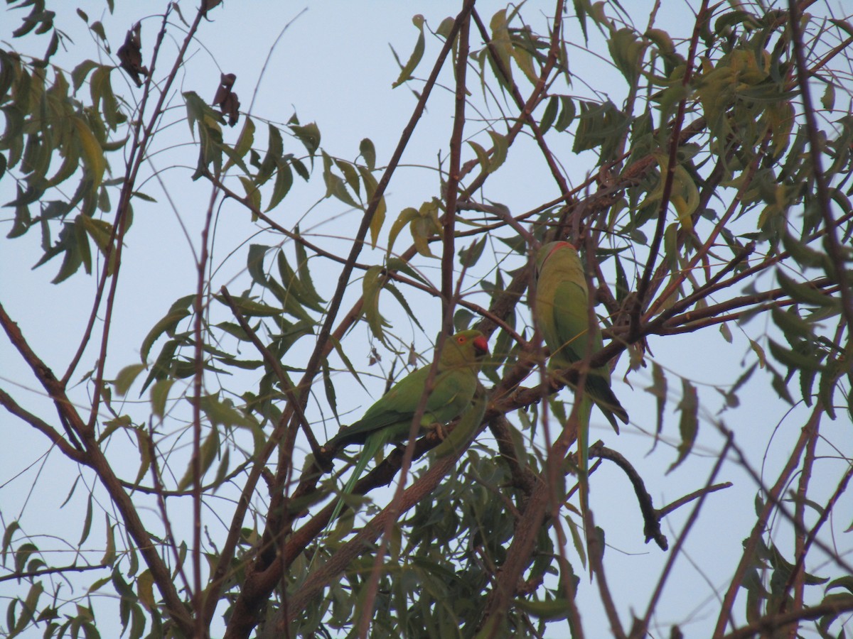 鸚鵡目(parakeet sp.) - ML615042804