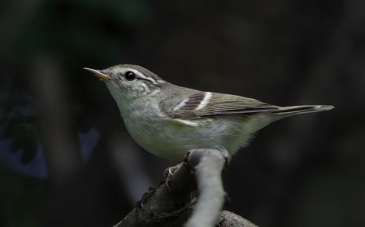 Yellow-browed Warbler - ML615042845